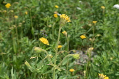 Arnica parryi
