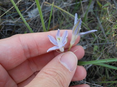 Androstephium coeruleum