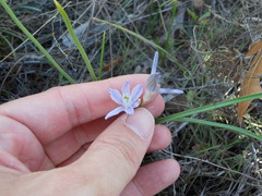 Androstephium coeruleum