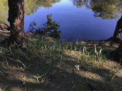 Hymenocallis pygmaea
