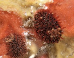 Acanthodoris pina