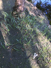 Hymenocallis pygmaea