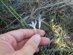 Androstephium coeruleum