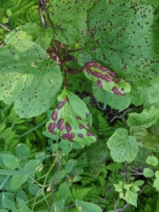 Puccinia linkii