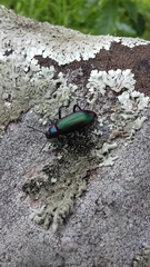 Strongylium auratum