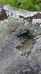 Strongylium auratum