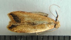 Dichomeris heriguronis