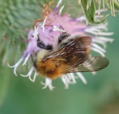 Bombus pascuorum