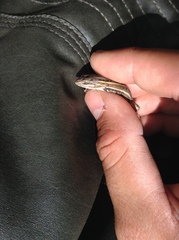 Sceloporus bicanthalis