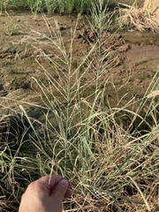 Leptochloa dubia