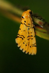 Chrysoecia atrolinea