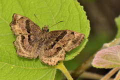 Antigonus funebris