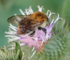 Bombus pascuorum