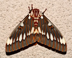 Citheronia splendens sinaloensis