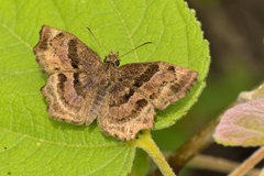 Antigonus funebris