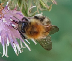 Bombus pascuorum