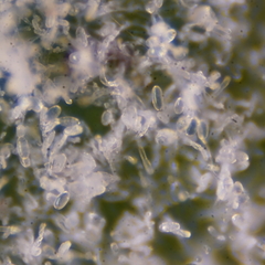 Erysiphe palczewskii