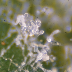 Erysiphe palczewskii