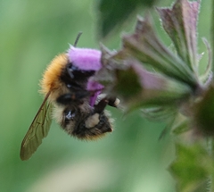 Bombus pascuorum