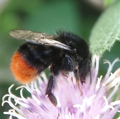 Bombus lapidarius