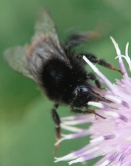 Bombus lapidarius