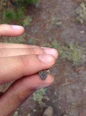 Sceloporus bicanthalis