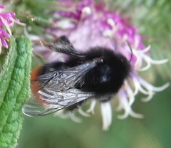 Bombus lapidarius