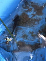 Ichthyosaura alpestris