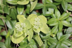 Hylotelephium spectabile