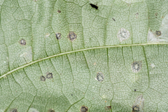 Cristulariella depraedans