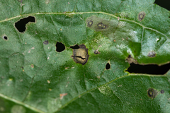 Cristulariella depraedans