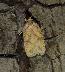 Agonopterix robiniella