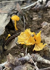 Hygrocybe