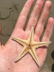Astropecten verrilli
