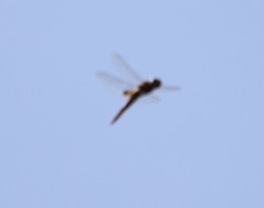 Pantala hymenaea