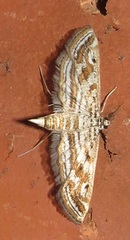 Parapoynx fluctuosalis