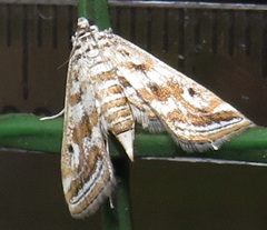 Parapoynx fluctuosalis