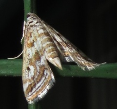 Parapoynx fluctuosalis