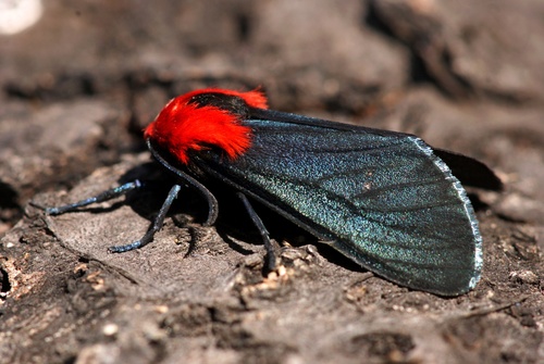 Lerina incarnata