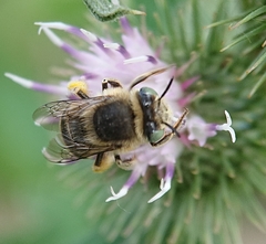 Anthophora bimaculata