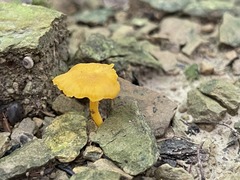 Hygrocybe
