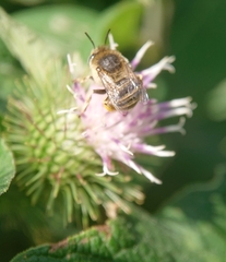 Anthophora bimaculata