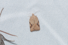 Acleris stadiana
