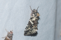 Syngrapha rectangula