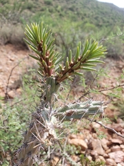 Cylindropuntia thurberi