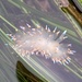 photo of Cockscomb Nudibranch (Antiopella barbarensis)