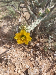 Cylindropuntia thurberi