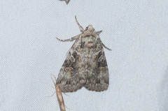 Anaplectoides pressus