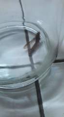 Pterygota