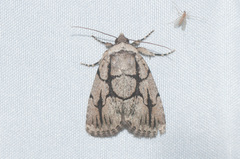 Sympistis dinalda